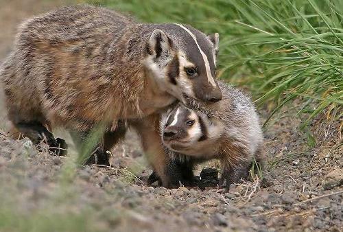 獾猪怎么卖的多少钱一斤?人工养殖獾猪需要哪些技术条件如何养
