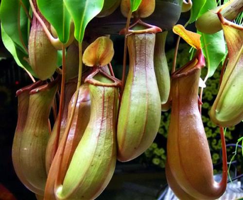 ��������ô��, �������ݿ��ٽ����ؾ�, ��������ֳע������