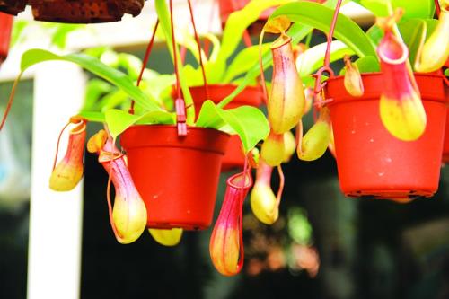 ��������ô��, �������ݿ��ٽ����ؾ�, ��������ֳע������