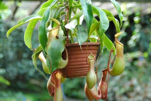 猪笼草怎么养, 让猪笼草快速结笼秘诀, 猪笼草养殖注意事项