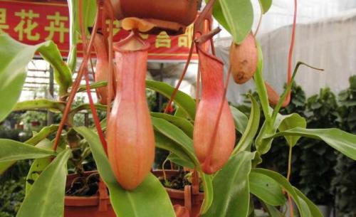 ��������ô��, �������ݿ��ٽ����ؾ�, ��������ֳע������