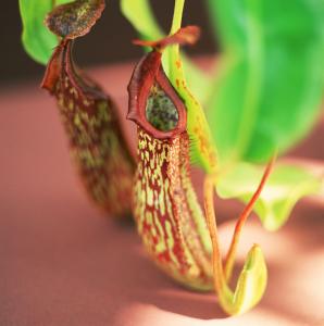 ��������ô��, �������ݿ��ٽ����ؾ�, ��������ֳע������