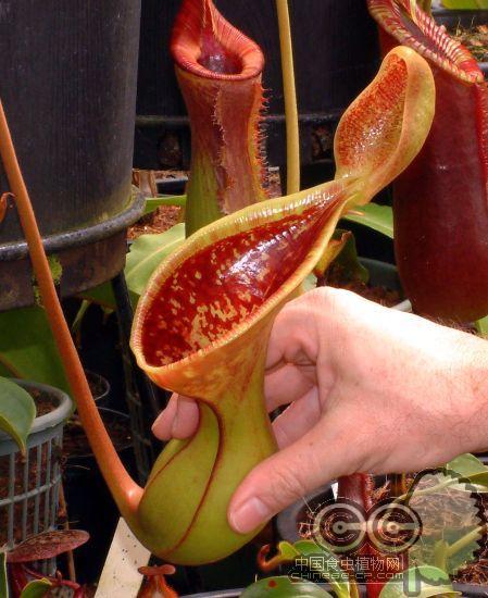 ��������ô��, �������ݿ��ٽ����ؾ�, ��������ֳע������