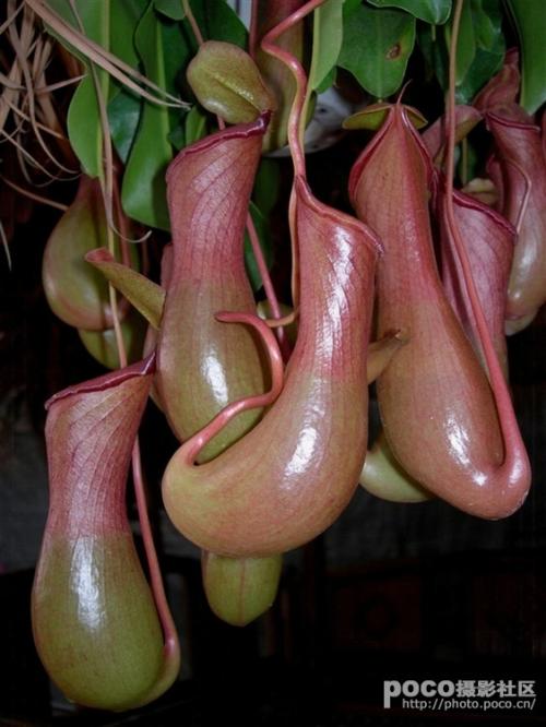 猪笼草怎么养, 让猪笼草快速结笼秘诀, 猪笼草养殖注意事项