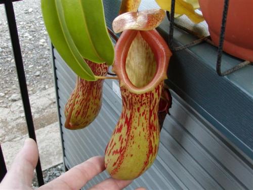 猪笼草怎么养, 让猪笼草快速结笼秘诀, 猪笼草养殖注意事项