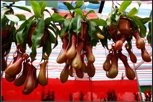 猪笼草怎么养, 让猪笼草快速结笼秘诀, 猪笼草养殖注意事项