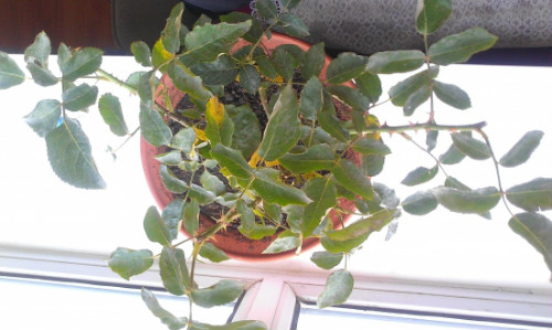 �¼���Ҷ�ӷ���������ô�� �¼���Ҷ��Ϊʲô����ԭ�򼰽���취