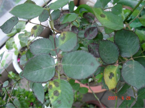 �¼���Ҷ�ӷ���������ô�� �¼���Ҷ��Ϊʲô����ԭ�򼰽���취