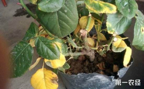 �¼���Ҷ�ӷ���������ô�� �¼���Ҷ��Ϊʲô����ԭ�򼰽���취