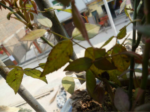 �¼���Ҷ�ӷ���������ô�� �¼���Ҷ��Ϊʲô����ԭ�򼰽���취