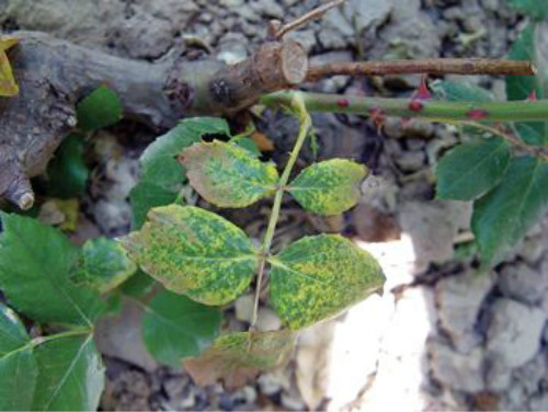 �¼���Ҷ�ӷ���������ô�� �¼���Ҷ��Ϊʲô����ԭ�򼰽���취