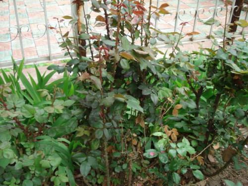 �¼���Ҷ�ӷ���������ô�� �¼���Ҷ��Ϊʲô����ԭ�򼰽���취