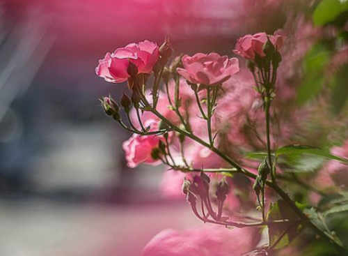 �¼���ɹ������ˮ���� �¼����Ĺ�Ч�����ü���������Щ