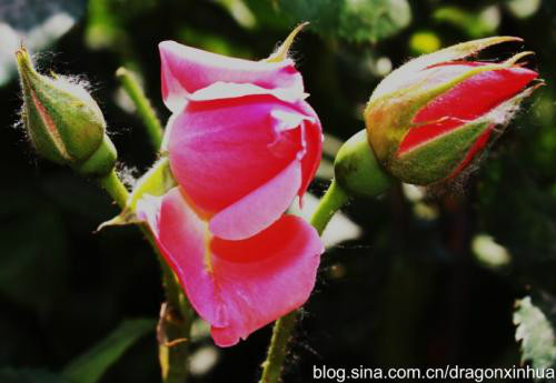 �¼���ɹ������ˮ���� �¼����Ĺ�Ч�����ü���������Щ