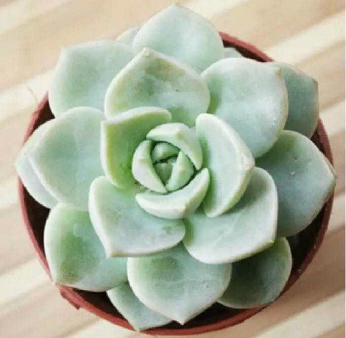 多肉植物怎么养才漂亮 多肉植物养殖方法和注意事项图片大全