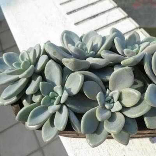 多肉植物怎么养才漂亮 多肉植物养殖方法和注意事项图片大全