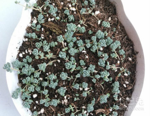 多肉植物怎么养才漂亮 多肉植物养殖方法和注意事项图片大全