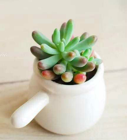 ����ֲ����ô����Ư�� ����ֲ����ֳ������ע������ͼƬ��ȫ