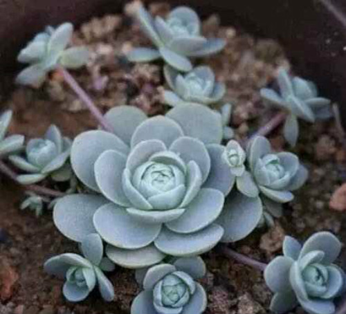 ����ֲ����ô����Ư�� ����ֲ����ֳ������ע������ͼƬ��ȫ