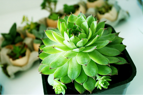 多肉植物怎么养才漂亮 多肉植物养殖方法和注意事项图片大全