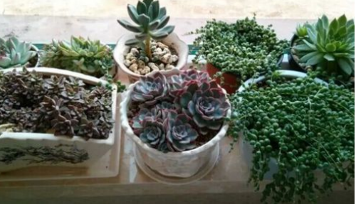 ����ֲ����ô����Ư�� ����ֲ����ֳ������ע������ͼƬ��ȫ