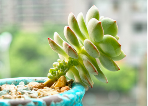 多肉植物多久浇一次水 多肉浇水要浇透吗 多肉浇水多了怎么办