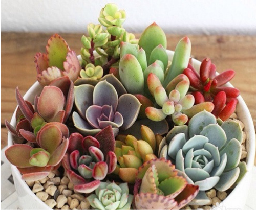 多肉植物多久浇一次水 多肉浇水要浇透吗 多肉浇水多了怎么办