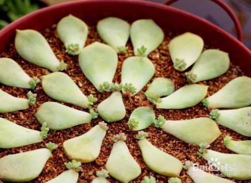 多肉植物多久浇一次水 多肉浇水要浇透吗 多肉浇水多了怎么办