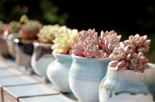 ����ֲ���ý�һ��ˮ ���⽽ˮҪ��͸�� ���⽽ˮ������ô��