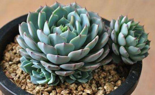 ����ֲ���ý�һ��ˮ ���⽽ˮҪ��͸�� ���⽽ˮ������ô��