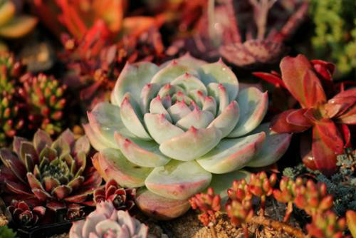 ����ֲ���ý�һ��ˮ ���⽽ˮҪ��͸�� ���⽽ˮ������ô��