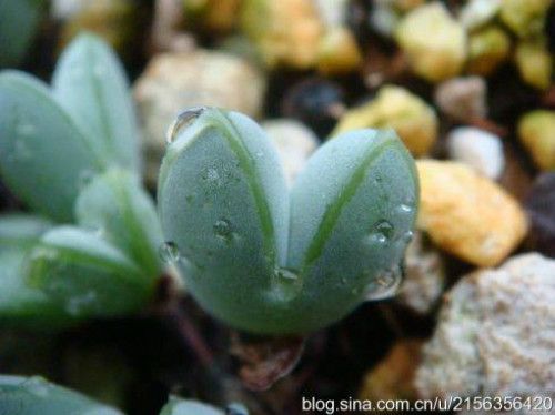 多肉植物多久浇一次水 多肉浇水要浇透吗 多肉浇水多了怎么办