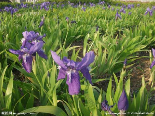 �β���ж��� �β����������Σ���� �β���°������