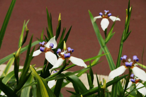 鸢尾花有毒吗 鸢尾在室内养有危害吗 鸢尾花致癌真的吗