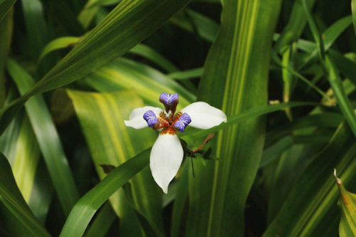 鸢尾花有毒吗 鸢尾在室内养有危害吗 鸢尾花致癌真的吗