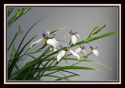 鸢尾花有毒吗 鸢尾在室内养有危害吗 鸢尾花致癌真的吗