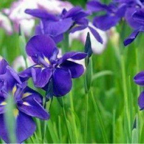 �β���ж��� �β����������Σ���� �β���°������