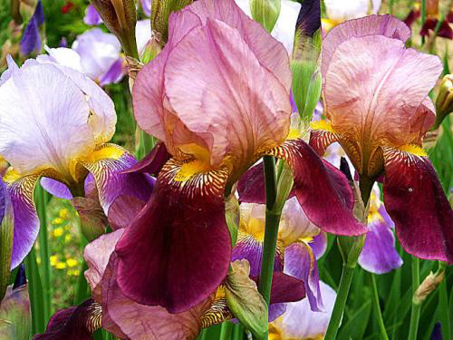 鸢尾花有毒吗 鸢尾在室内养有危害吗 鸢尾花致癌真的吗