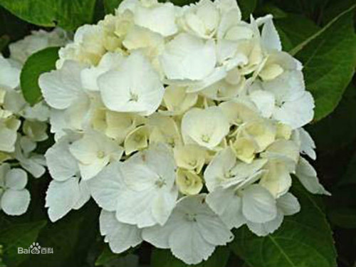 紫阳花有毒吗可以养在室内吗 紫阳花为什么代表死亡 紫阳花花语