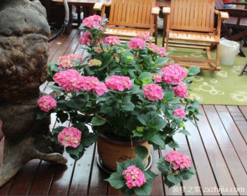 紫阳花有毒吗可以养在室内吗 紫阳花为什么代表死亡 紫阳花花语