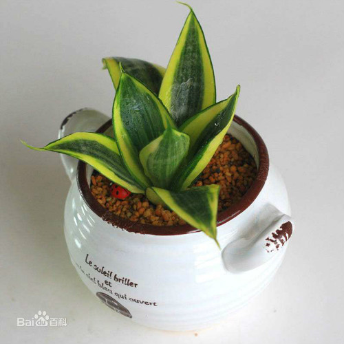 虎尾兰可以放卧室吗有什么风水禁忌 虎尾兰的功效与作用有哪些