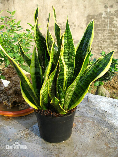 虎尾兰可以放卧室吗有什么风水禁忌 虎尾兰的功效与作用有哪些