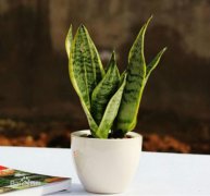 虎尾兰可以放卧室吗有什么风水禁忌 虎尾兰的功效与作用有哪些