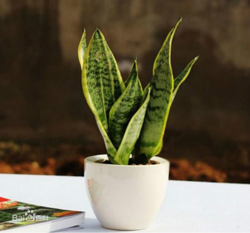 虎尾兰可以放卧室吗有什么风水禁忌 虎尾兰的功效与作用有哪些