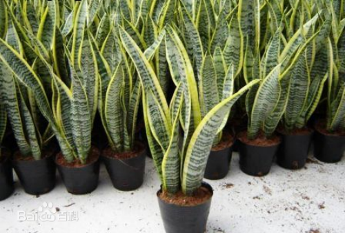 虎尾兰可以放卧室吗有什么风水禁忌 虎尾兰的功效与作用有哪些