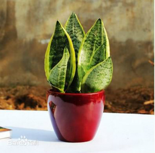 虎尾兰可以放卧室吗有什么风水禁忌 虎尾兰的功效与作用有哪些