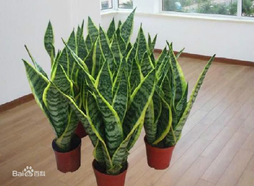 虎尾兰可以放卧室吗有什么风水禁忌 虎尾兰的功效与作用有哪些
