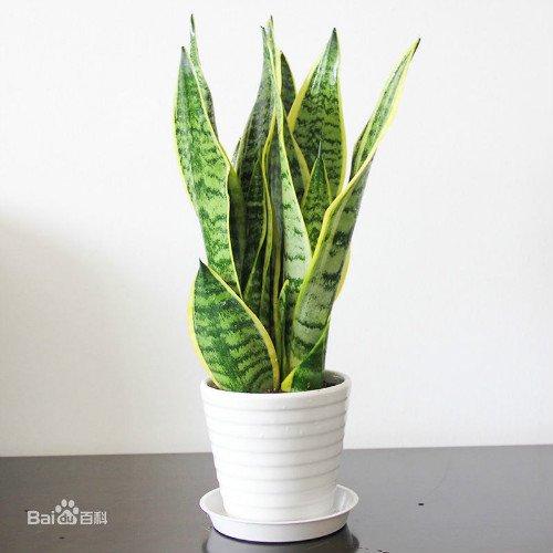 虎尾兰可以放卧室吗有什么风水禁忌 虎尾兰的功效与作用有哪些