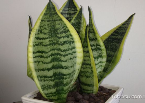 ��β�����Է���������ʲô��ˮ���� ��β���Ĺ�Ч����������Щ