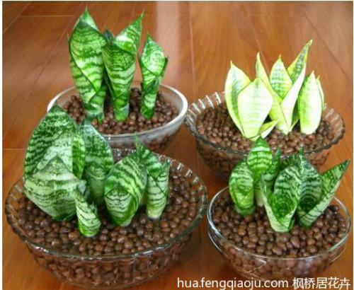 虎尾兰可以放卧室吗有什么风水禁忌 虎尾兰的功效与作用有哪些